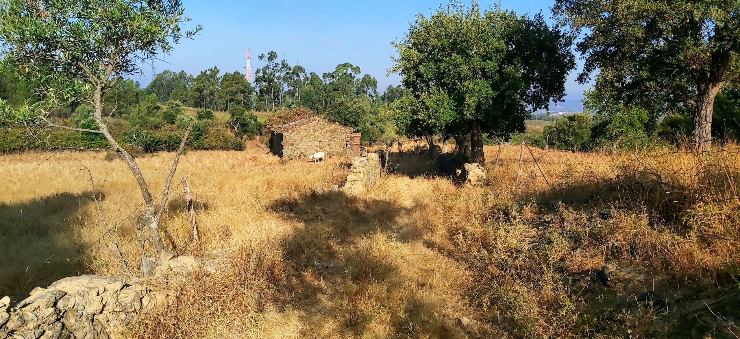 Campos agricolas