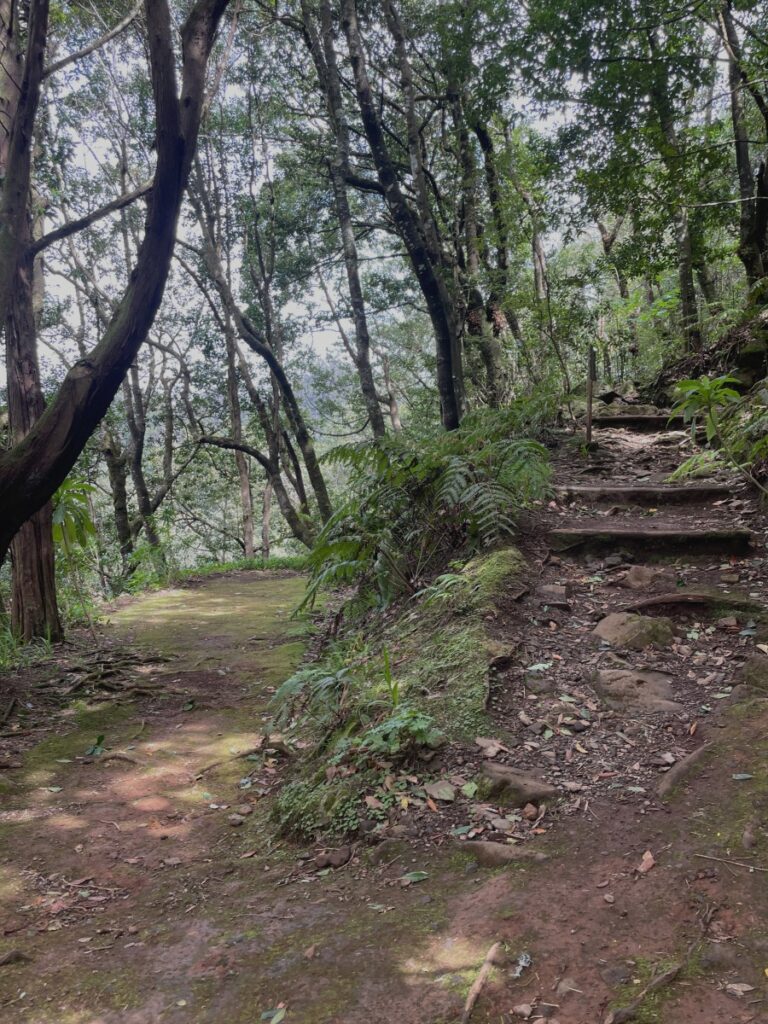 Floresta Laurissilva